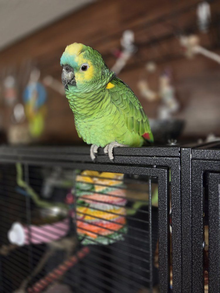 Blue Fronted Amazon