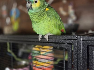 Blue Fronted Amazon