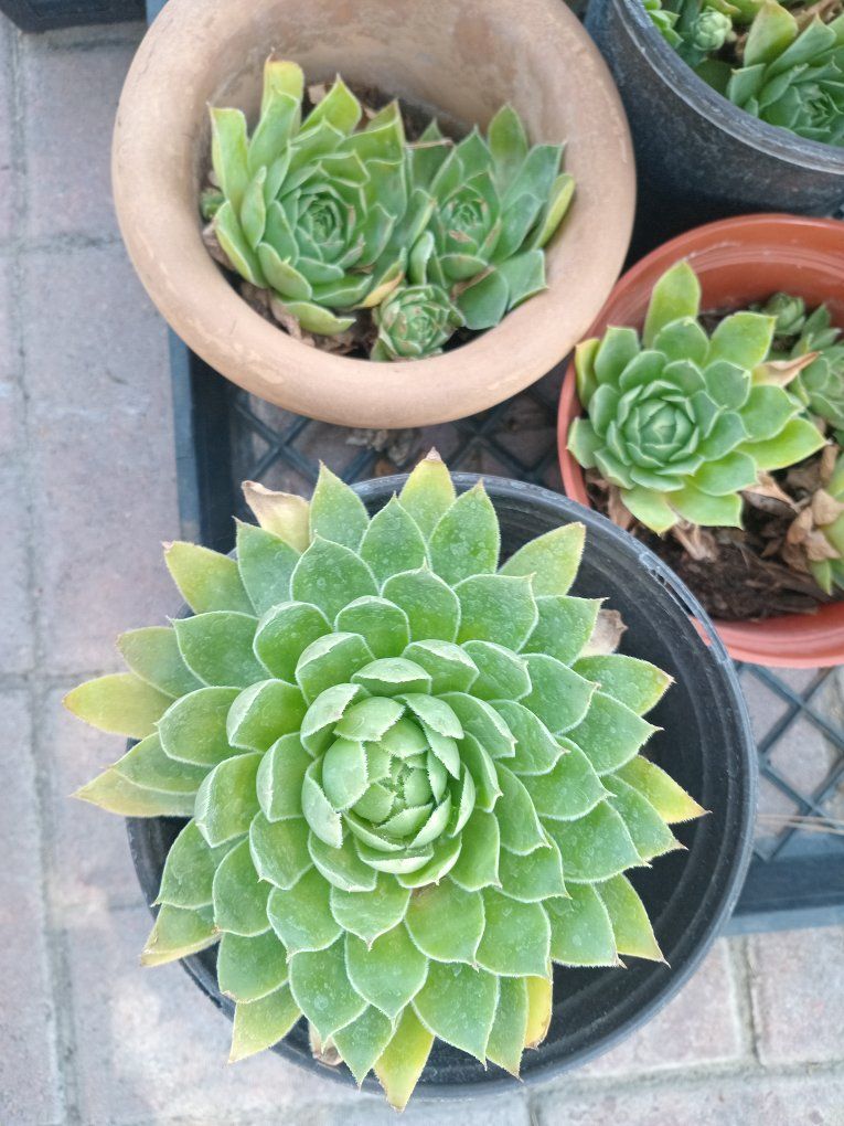 Hens & Chicks Plants