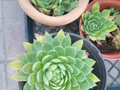 Hens & Chicks Plants