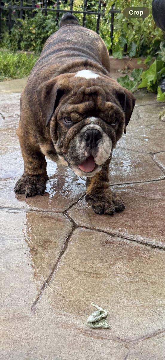 Last Two Amazing English Bulldogs
