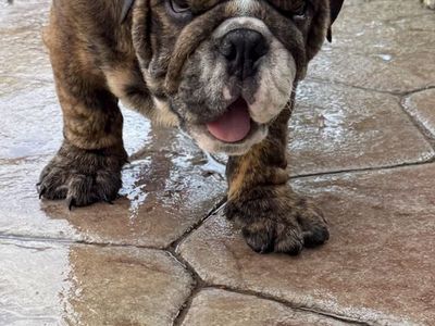 Last Two Amazing English Bulldogs
