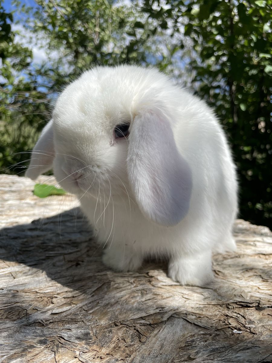 BEW Holland Lop buck