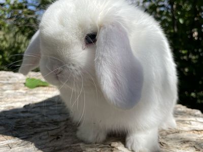 BEW Holland Lop buck