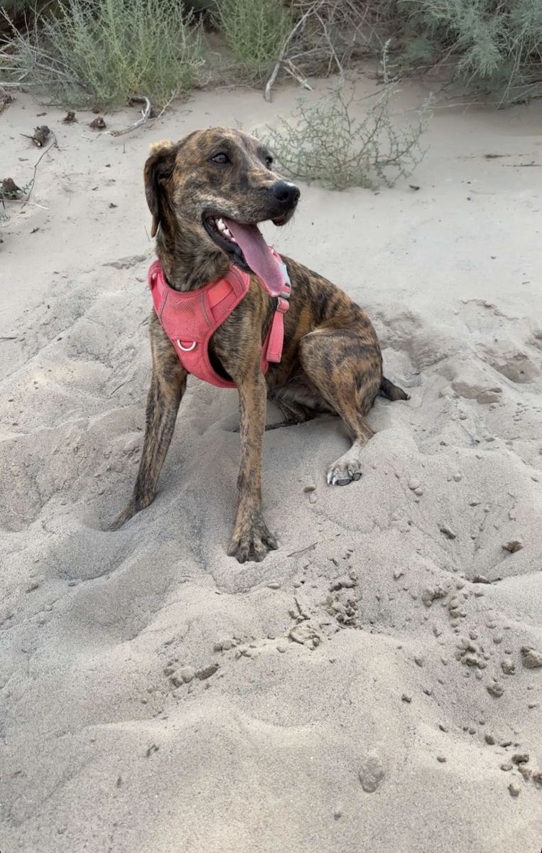 Loving, House-Trained Family Dog Seeking a New Home