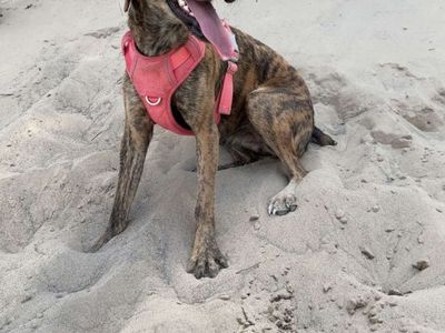 Loving, House-Trained Family Dog Seeking a New Home