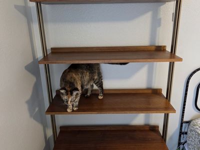 West Elm mid-century modern bookshelf - $100