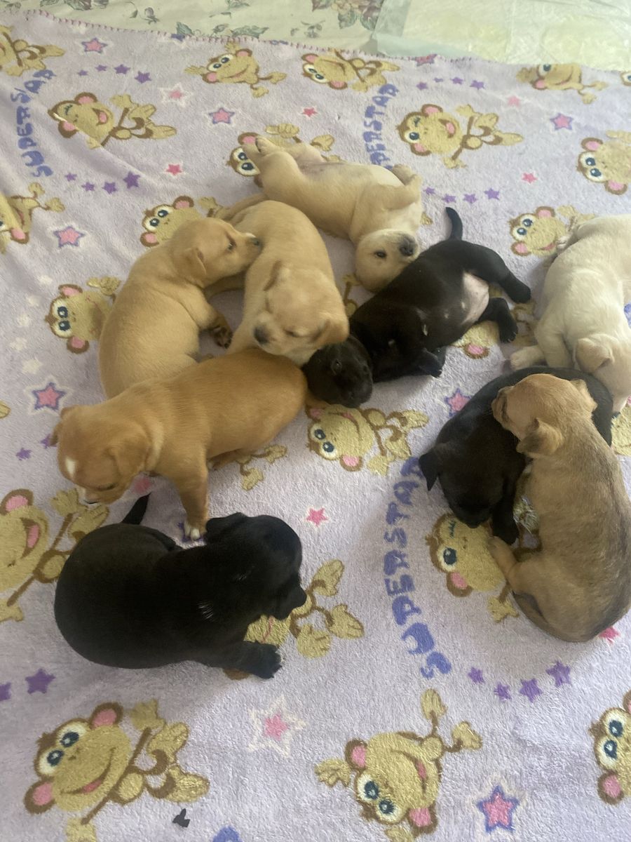 Adorable Chihuahua Mix Puppies Looking for Loving Homes