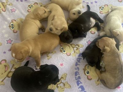 Adorable Chihuahua Mix Puppies Looking for Loving Homes
