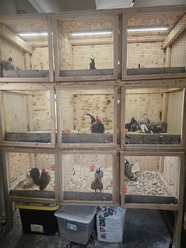 Custom Built 9-Unit Poultry Cage System with Automatic Watering & Lighting for Chickens/Quail and other small animals.