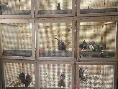 Custom Built 9-Unit Poultry Cage System with Automatic Watering & Lighting for Chickens/Quail and other small animals.