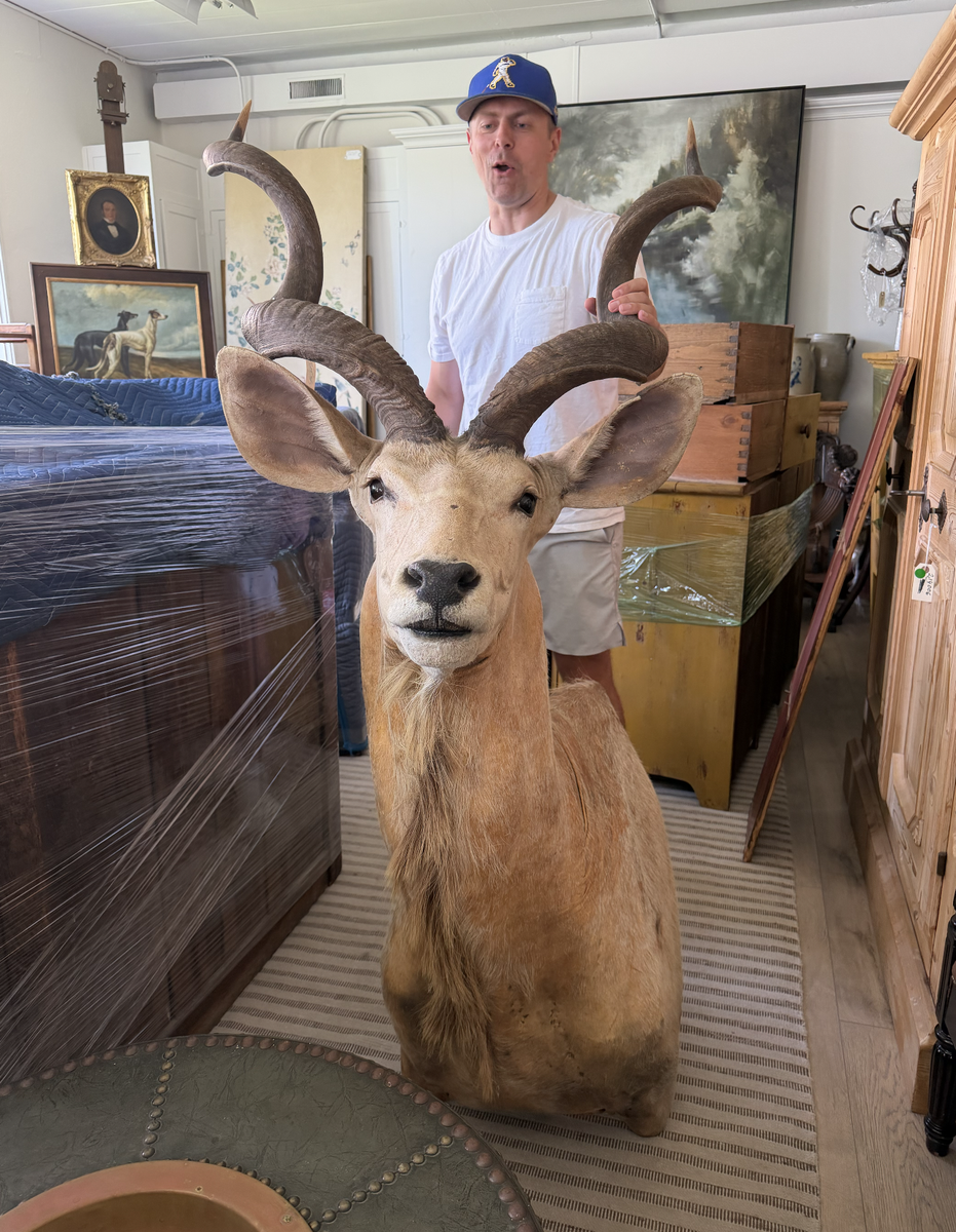 Greater African Kudu Shoulder Mount