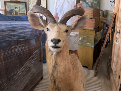 Greater African Kudu Shoulder Mount
