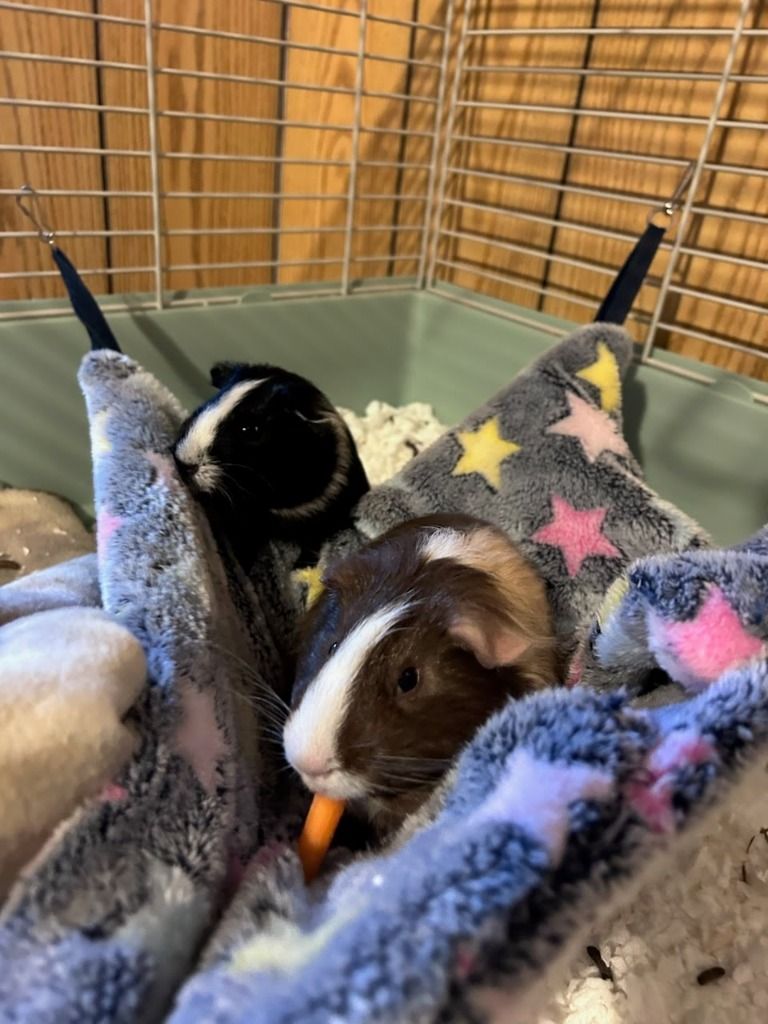 Mooney and Bugsy the Guinea Pigs