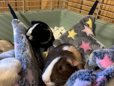 Mooney and Bugsy the Guinea Pigs