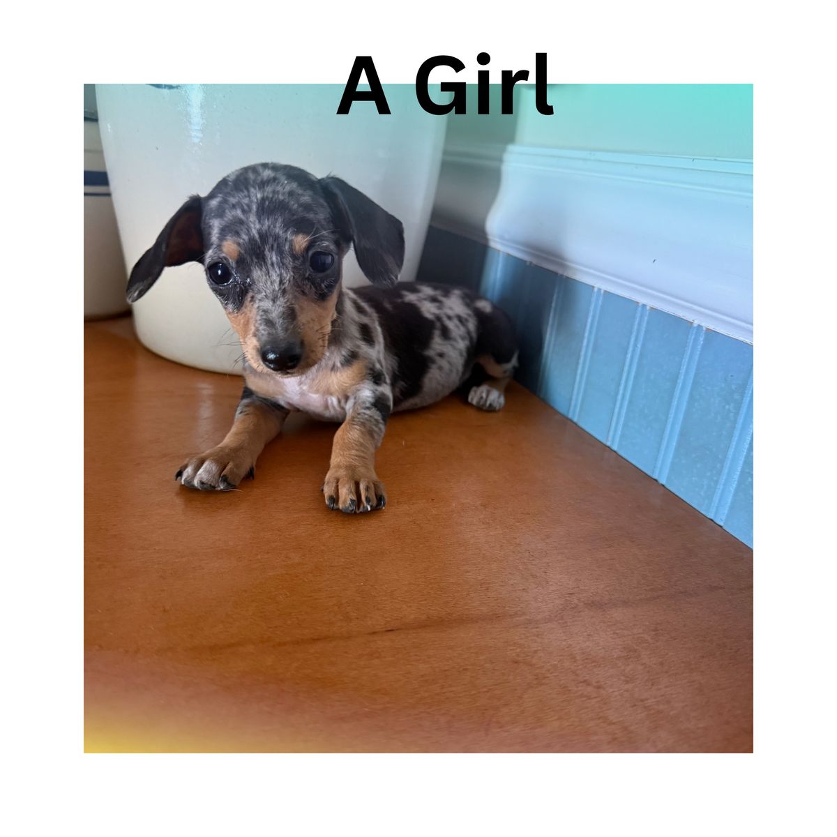 Purebred Miniature Dachshund Puppy