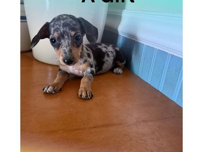 Purebred Miniature Dachshund Puppy