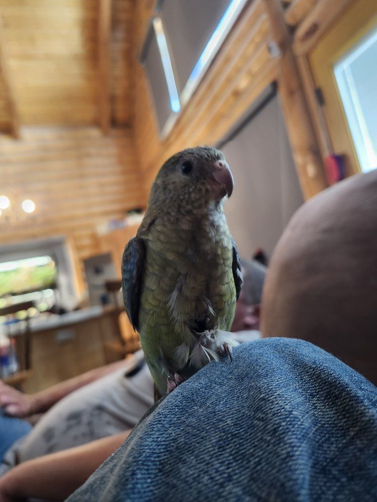 red rump parakeet