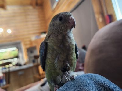 red rump parakeet