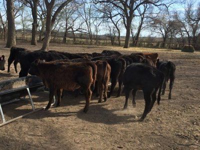 Black Angus replacement heifers