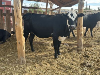 Low line angus/Hereford mix heifer