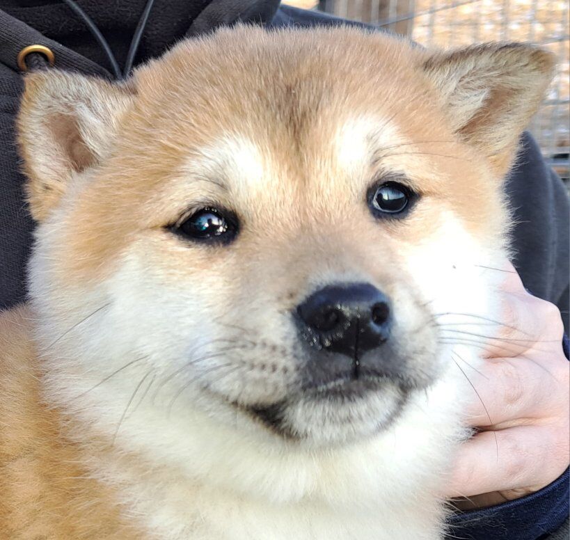 Shiba Inu Puppies Girls Purebred Ready