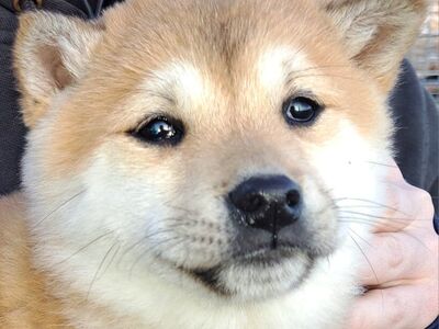 Shiba Inu Puppies Girls Purebred Ready