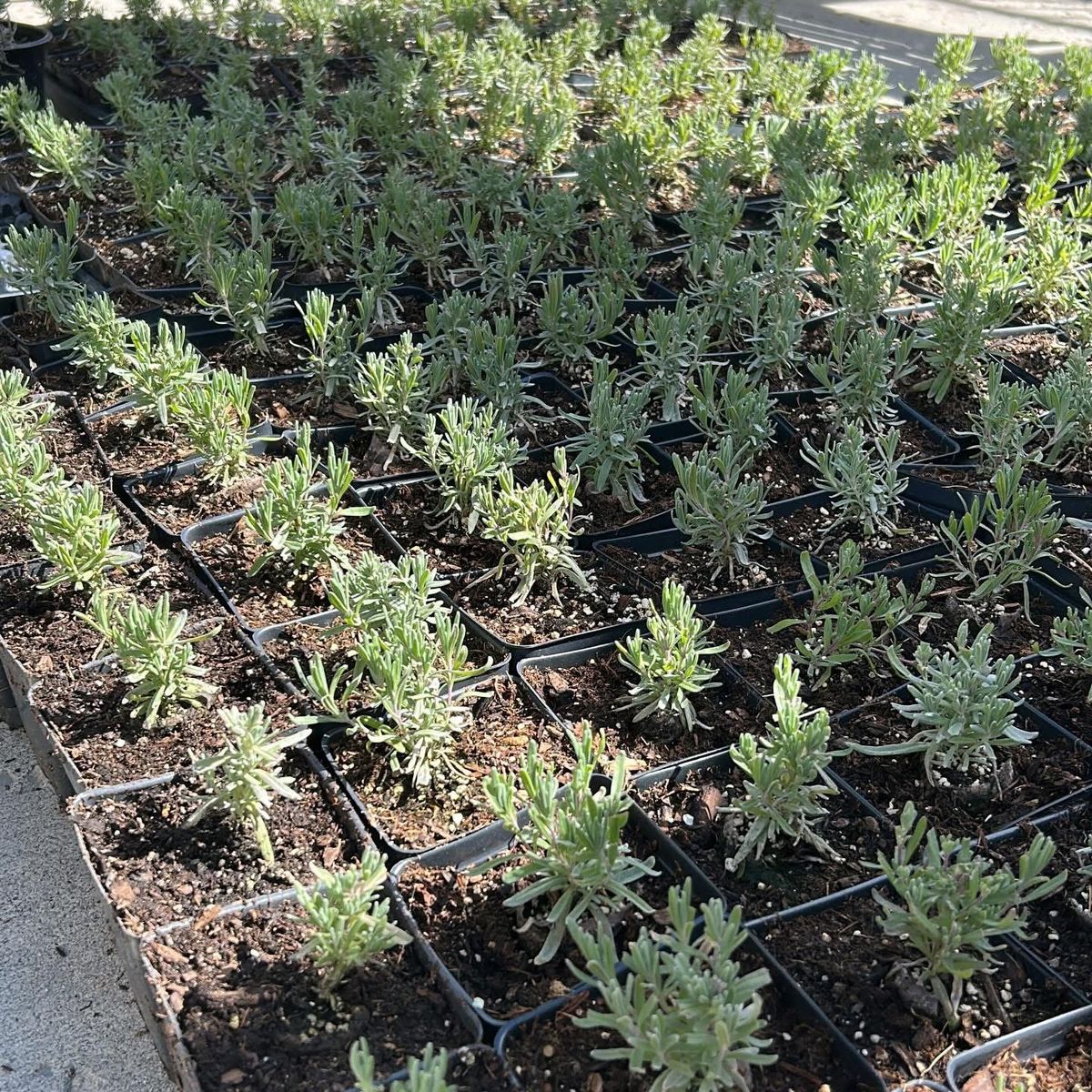 Lavender starts