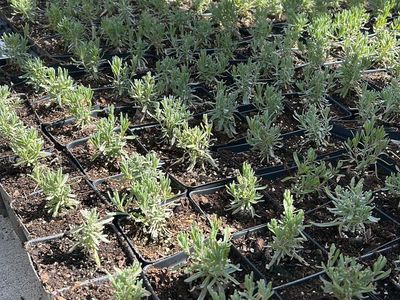 Lavender starts