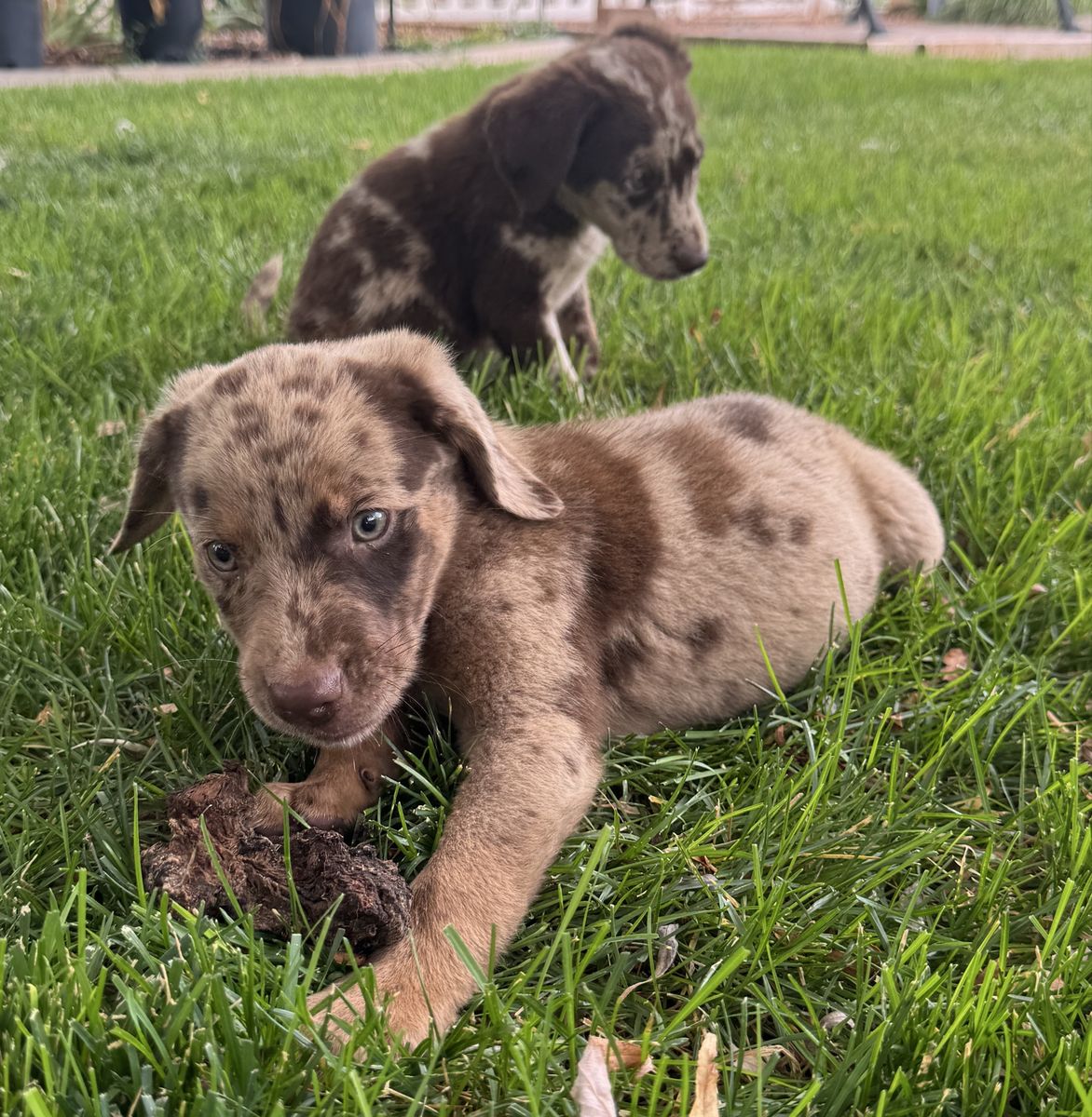 Aussiedor Puppies – Ready for Their Forever Homes!