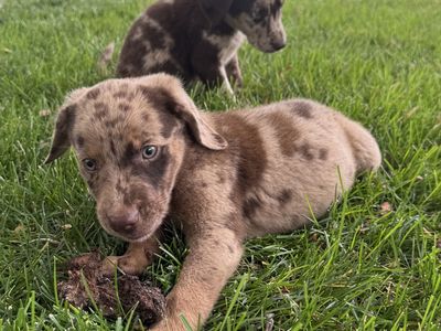 Aussiedor Puppies – Ready for Their Forever Homes!