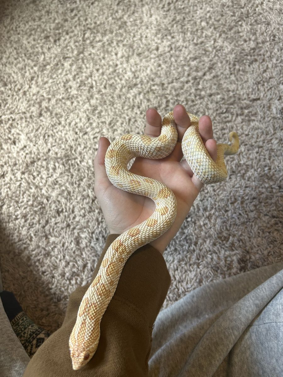 Female hognose snake