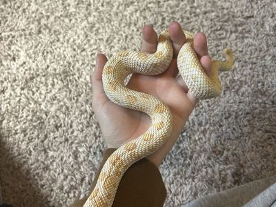 Female hognose snake