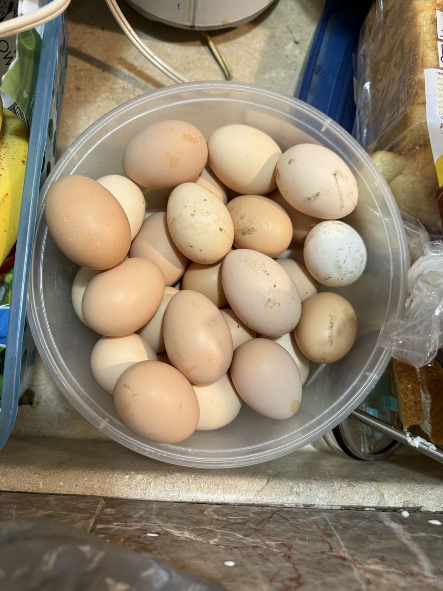 Chicken eggs
