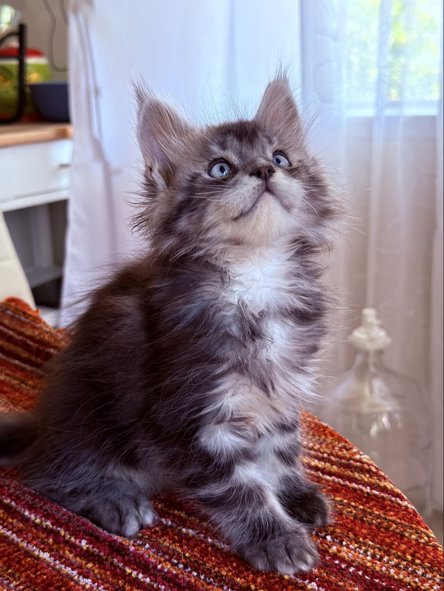 Maine Coon Kitten with Blue eyes