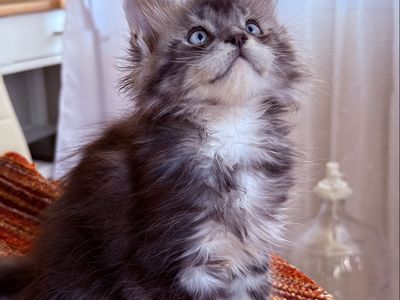 Maine Coon Kitten with Blue eyes