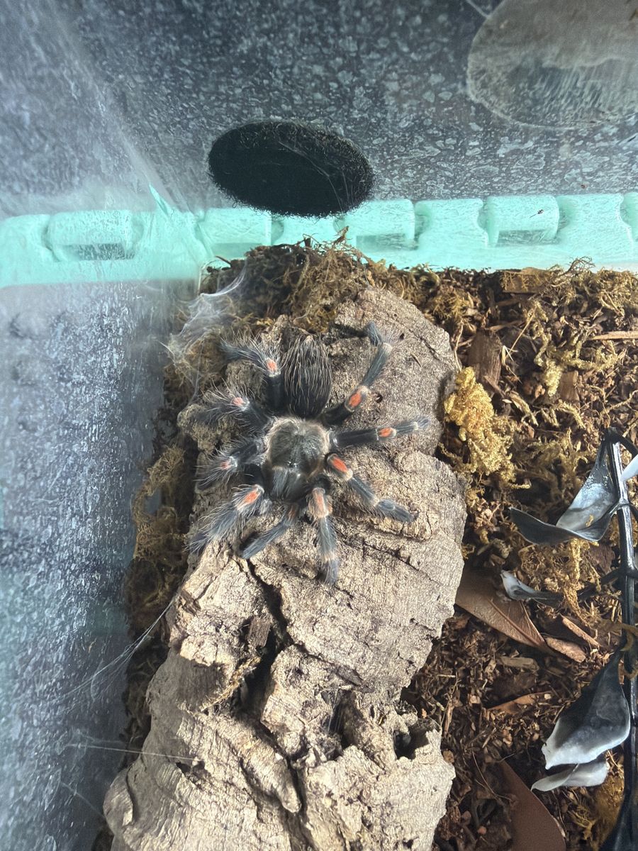 B. Auratum Female