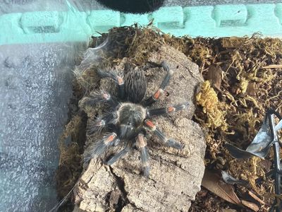 B. Auratum Female