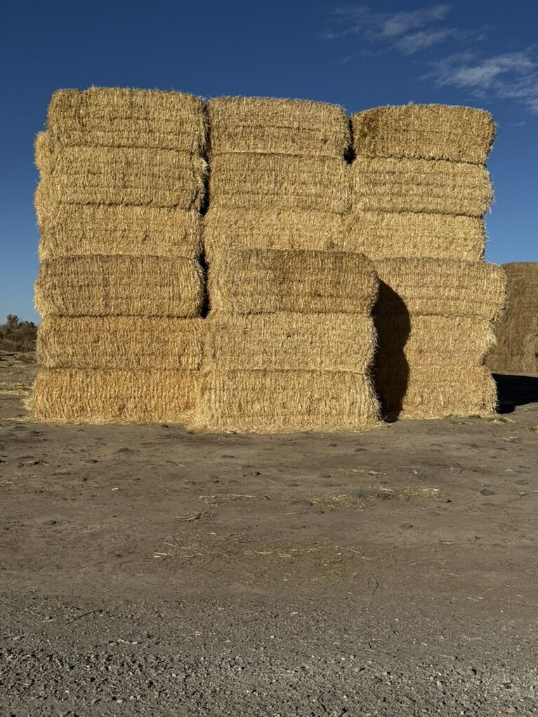 Barley Straw