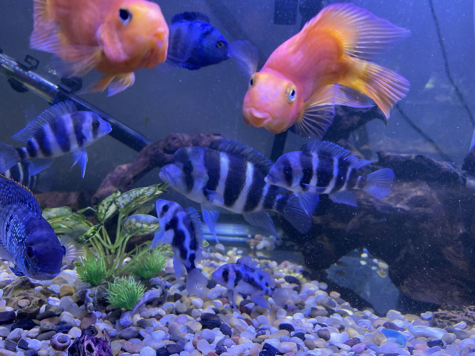 Frontosa cichlids