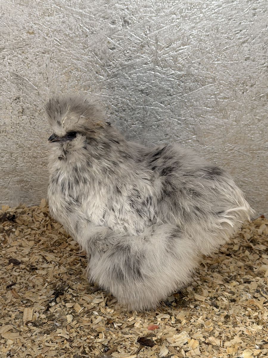 Splash Silkie pullet