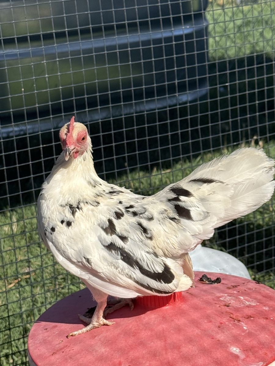 Azteca laying hens