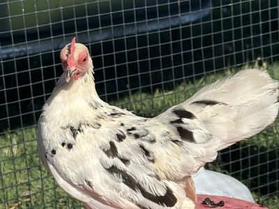 Azteca laying hens