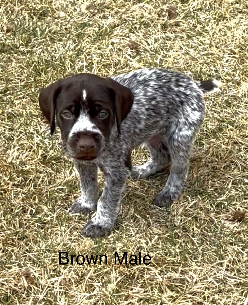 German Drahthaar/Wiredhaired Pointer