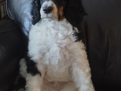 AKC Standard Poodle Puppies