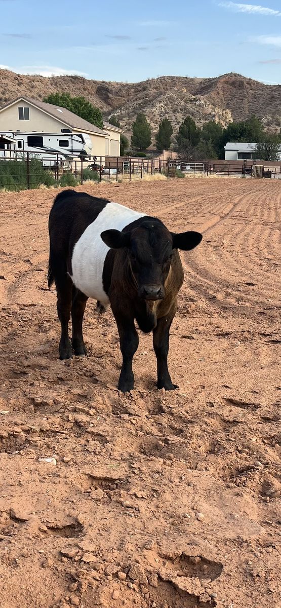 Wagyu/Belted Galloway