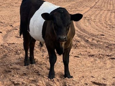 Wagyu/Belted Galloway