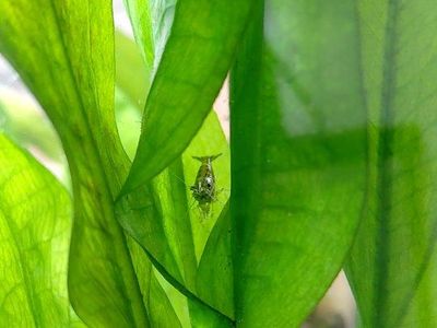 wild type nano shrimp