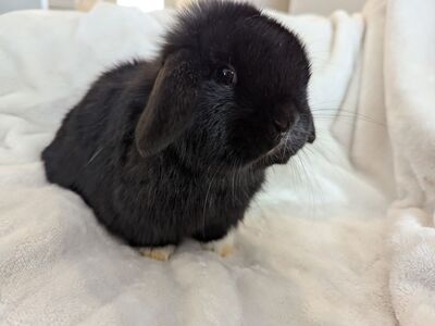 Holland Lop Doe 12 Weeks