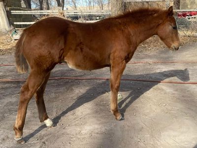 2025 Chestnut AQHA Colt - Wiescamp Bred